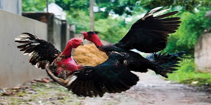 Bật Mí Bí Quyết Chơi Đá Gà Jun88 Hiệu Quả Nhất 5 jun88tony3.com